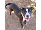 Adopt Richelle K119 11-29-23 a Merle American Pit Bull Terrier / Mixed Breed