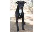 Adopt Padma K51 2-14-24 a Black Pointer / Mixed dog in San Angelo, TX (40744273)