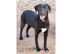 Adopt Holly K113 11-27-23 a Black Golden Retriever / Mixed Breed (Medium) /