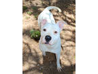 Adopt Raider K118 1/22/24 a White American Pit Bull Terrier / Mixed Breed