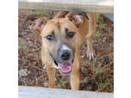 Adopt Sabine K120 12/8/23 a Brown/Chocolate German Shepherd Dog / Mixed dog in