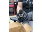 Adopt kitten 3 a All Black Domestic Shorthair / Domestic Shorthair / Mixed cat