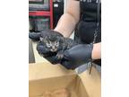 Adopt kitten 4 a Gray or Blue Domestic Shorthair / Domestic Shorthair / Mixed