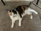 Adopt Piper a Calico or Dilute Calico Calico / Mixed (short coat) cat in
