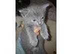 Adopt Daisy a Gray, Blue or Silver Tabby Maine Coon (long coat) cat in West