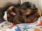 Adopt TURBO a Brown or Chocolate Guinea Pig / Mixed small animal in Slinger
