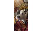 Adopt Bruto a White - with Black American Staffordshire Terrier / Mixed dog in