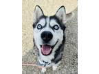 Adopt Josie a Black Husky / Mixed dog in Kokomo, IN (41335673)