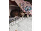 Adopt Timine a Brown Tabby Domestic Longhair / Mixed Breed (Medium) / Mixed