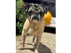 Adopt Raisin a Tan/Yellow/Fawn Pug / Mixed dog in Sacramento, CA (41335628)