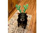 Adopt Lilly a Black Labradoodle / Golden Retriever / Mixed dog in Mechanicsburg