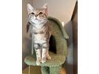 Adopt Joja a Gray or Blue Domestic Shorthair (short coat) cat in Erie