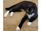 Adopt Lil Pumpkin a Black (Mostly) Domestic Shorthair / Mixed (short coat) cat