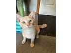 Adopt Juggernog a Cream or Ivory Domestic Shorthair (short coat) cat in Erie