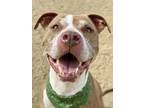 Adopt Achilles a Red/Golden/Orange/Chestnut - with White Pit Bull Terrier /