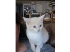 Adopt Lady Bug a Orange or Red Domestic Shorthair / Domestic Shorthair / Mixed