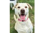 Adopt Finley a Tan/Yellow/Fawn Labrador Retriever / Mixed dog in San Antonio