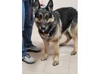 Adopt Heidi a Black German Shepherd Dog / Mixed dog in Friendship, WI (41335652)