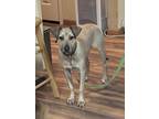 Adopt Ivy a Tan/Yellow/Fawn Black Mouth Cur / Hound (Unknown Type) / Mixed dog