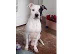 Adopt Bonnie n cylde a White - with Black American Pit Bull Terrier / American
