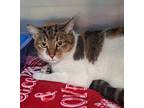 Adopt 655892 a White Domestic Shorthair / Domestic Shorthair / Mixed cat in