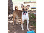 Adopt Jasper K100 12-19-23 a Brown/Chocolate Labrador Retriever / Mixed dog in