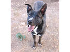 Adopt Arwyn K112 11/17/23 a Black Dutch Shepherd / Mixed dog in San Angelo