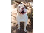 Adopt Beatrice K111 2-14-24 a White American Staffordshire Terrier / Mixed dog