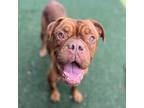Adopt Molly a Brown/Chocolate Dogue de Bordeaux / Mixed dog in Sacramento