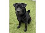 Adopt Panda (in foster) a Black Shar Pei / Chow Chow / Mixed (short coat) dog in