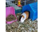 Adopt Twix a Brown or Chocolate Guinea Pig / Mixed small animal in Fallston