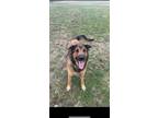 Adopt Copper a Red/Golden/Orange/Chestnut German Shepherd Dog / Mixed dog in