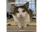 Adopt Candy a Domestic Shorthair / Mixed cat in Lincoln, NE (41335421)