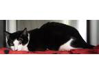 Adopt Elliott a Domestic Shorthair / Mixed cat in Pomona, CA (41335417)
