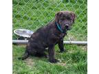Adopt Haluk a Brindle Great Pyrenees / Labrador Retriever / Mixed dog in