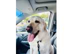 Adopt Jazz a White - with Brown or Chocolate Labrador Retriever / Mixed dog in