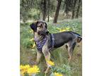 Adopt Nelly a Brown/Chocolate German Shepherd Dog dog in Kelowna, BC (41031386)