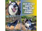 Adopt 2024-04-023 *Dakota* a Husky / Mixed dog in Winder, GA (41149640)