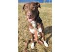 Adopt Billie a Brindle - with White Border Collie / Mixed dog in Creston