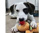 Adopt Brilee a Hound (Unknown Type) / Mixed dog in Genoa, IL (41335316)