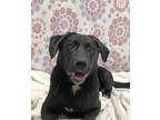 Adopt Audrey a Labrador Retriever / Border Collie / Mixed dog in Genoa