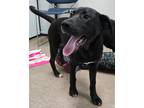 Adopt Clea a Labrador Retriever / Border Collie / Mixed dog in Genoa