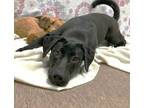 Adopt Willow a Labrador Retriever / Border Collie / Mixed dog in Genoa