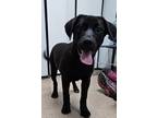 Adopt Willow a Labrador Retriever / Border Collie / Mixed dog in Genoa