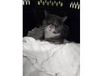 Adopt Pinot Old Forge 2 a Gray or Blue Domestic Shorthair / Mixed Breed (Medium)