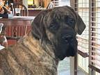 Adopt Leonidas a Brindle Mastiff / Mixed dog in Medina, OH (41335399)