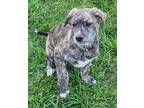 Adopt Hero a Brindle - with White Great Pyrenees / Labrador Retriever / Mixed