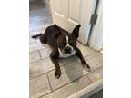 Adopt Chewbacca (Chewy) a Brindle - with White Boston Terrier / Mixed dog in