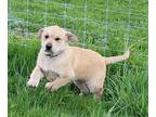 Adopt Harvey a Tan/Yellow/Fawn - with White Great Pyrenees / Labrador Retriever