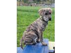 Adopt Harlen a Brindle - with White Great Pyrenees / Labrador Retriever / Mixed